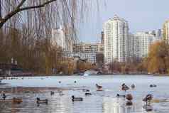 冬天城市公园冻池塘群鸭子