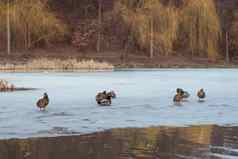 冬天城市公园冰冻池塘群鸭子