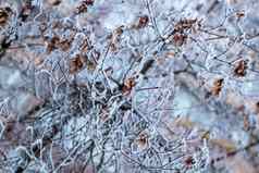 冷淡的冬天植物分支特写镜头覆盖白色雪