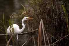 伟大的白鹭ardea阿尔芭沼泽湖泊公园