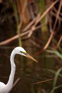 伟大的白鹭ardea阿尔芭沼泽湖泊公园