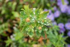 绿色黄色的彩色的花雨滴