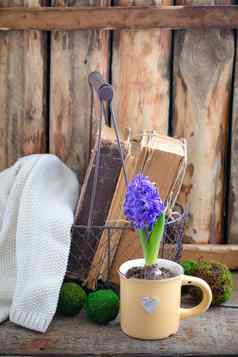 蓝色的紫罗兰色的春天风信子杯书手工制作的针织毛衣复活节明信片概念