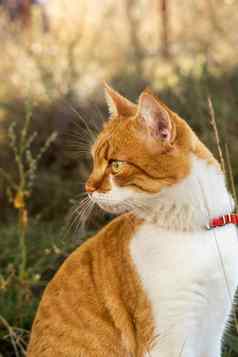 可爱的白色和红色猫红色的领草猫明星