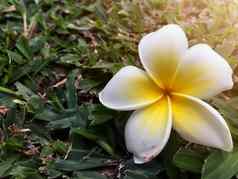 特写镜头白色黄色的plumeria花