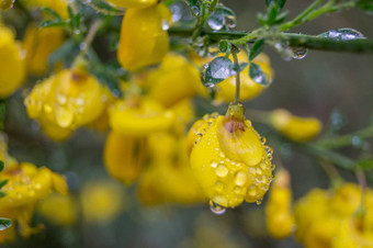 黄色的花<strong>雨</strong>