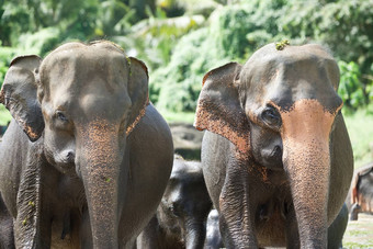 父母的保护大象斯里兰卡斯里兰卡