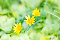 黄色的春天开花花绿色散景背景