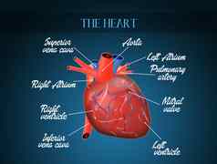 cardiocirculatory系统图