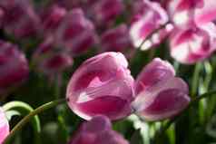 粉红色的郁金香花花园丽丝荷兰欧洲