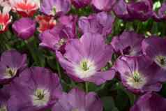 紫罗兰色的颜色郁金香花花园丽丝荷兰