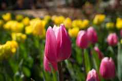 粉红色的玫瑰彩色的郁金香花园丽丝荷兰