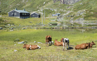 放牧牛挪威自然