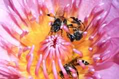 蜜蜂莲花花园日光莲花的粉红色的