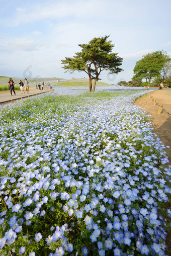 尼莫菲拉布鲁姆