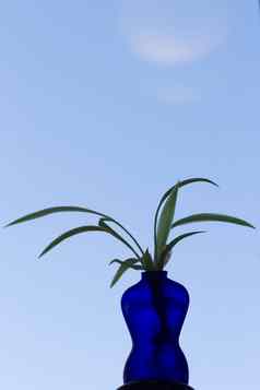 蓝色的花瓶形状的女人植物天空背景阴影蓝色的很多蓝色的天空空间