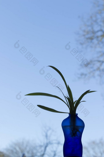 蓝色的花瓶形状的男人。植物天空背景阴影蓝色的很多蓝色的天空空间