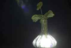 透明的花瓶强烈的白色发光根植物天竺葵可见