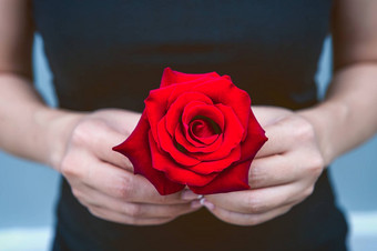 手女人给红色的玫瑰情人节一天