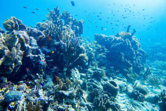 水下景观珊瑚礁完整的鱼