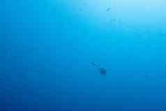 乌龟游泳开放海洋