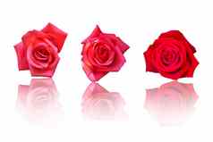 美丽的红色的玫瑰花白色背景花情人