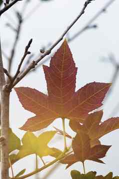 色彩斑斓的树叶秋天季节温暖的颜色离开日本