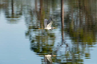 飞行有三色的鹭Egretta三原色传播翅膀