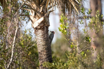 红腹啄木鸟美拉内普斯卡罗来纳州