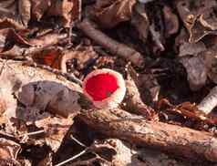 美丽的红色的关闭日益增长的蘑菇帽森林地板上februar