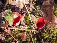 日益增长的大红色的朱红色精灵杯森林莫斯潮湿的地板上小家