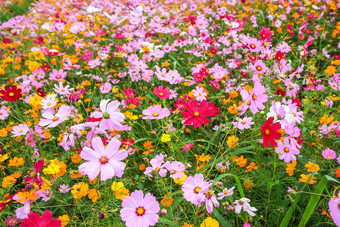 色彩斑斓的宇宙花盛开的场