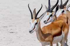 跳羚Antidorcas袋动物埃托沙纳米比亚