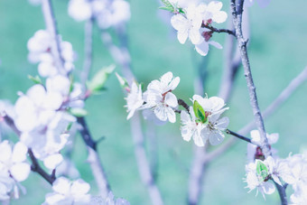 年轻的春天樱桃分支开花特写镜头色彩鲜艳的模糊