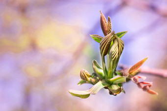 新鲜的年轻的春天树巴德特写镜头色彩鲜艳的散景背气