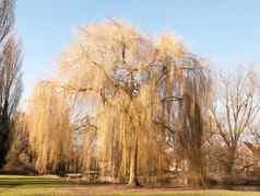 挂柳树树公园早期春天时间太阳光草土地