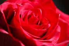 明亮的红色的玫瑰巴德