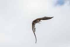 训练有素的鸟猎鹰飞行自然