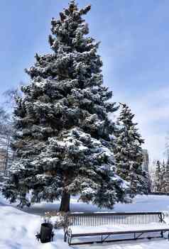 云杉板凳上覆盖毛茸茸的雪城市公园早期阳光明媚的冬天早....