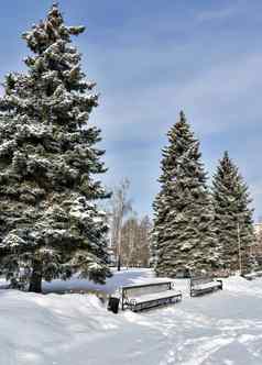 云杉小巷长椅覆盖新鲜的毛茸茸的雪城市公园阳光明媚的冷淡的早....