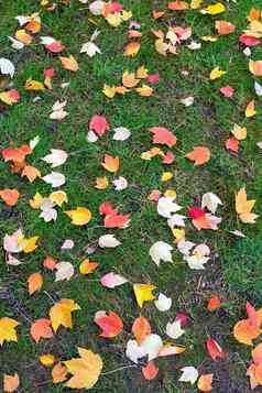 秋天枫木树叶子绿色草坪上