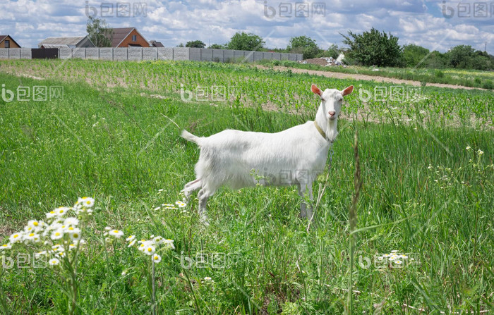 白色成人山羊草夏天草地村农村白羊草