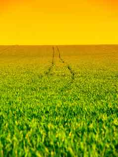 郁郁葱葱的绿色场追踪拖拉机跟踪阳光明媚的夏天一天蓝色的天空
