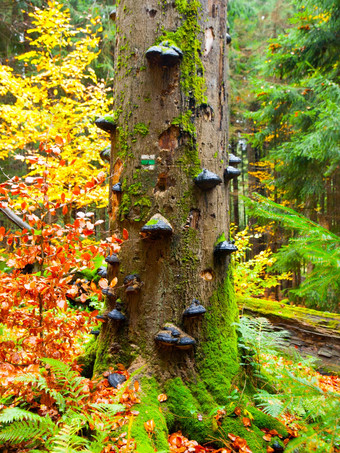 多孔菌蘑菇树树干色彩斑斓的秋天原始森林