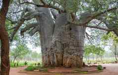 最古老的树世界