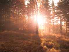 秋天山毛榉森林美丽的温暖的风景早....太阳射线有雾的秋天的森林