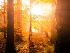 秋天山毛榉森林美丽的温暖的风景早....太阳射线有雾的秋天的森林