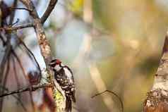 柔和的啄木鸟皮科迪斯下毛竹栖息树