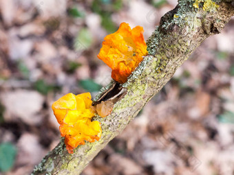 关闭真菌林地分支银耳mesenterica雷茨黄色的大脑真菌