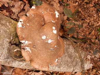 大白色棕色（的）支架真菌真菌日益增长的死树